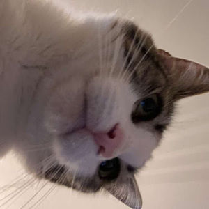 Meet your Posher, Rose